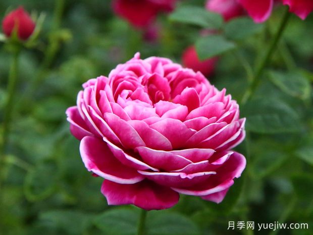 月季界的妖花瑪麗玫瑰，美到驚艷！(圖1)