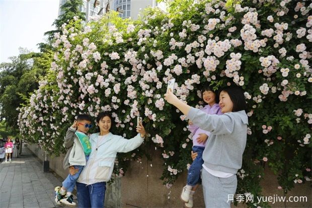 南陽(yáng)薔薇花開(kāi)的時(shí)節(jié)滿城春(圖1)