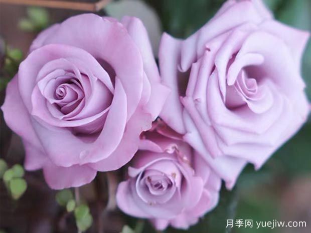 謊言為什么流行？當(dāng)月季變身玫瑰(圖1)