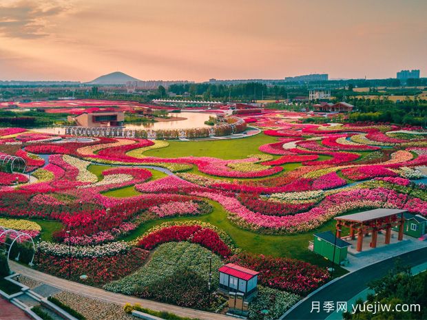 月季花已開！大美南陽等你來！(圖2)
