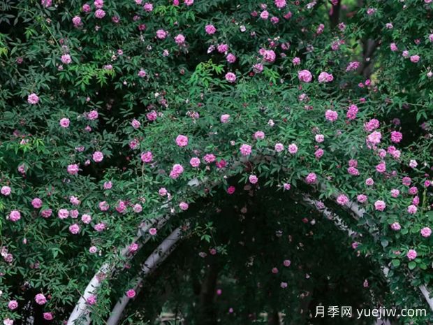 無錫的薔薇開好了，快來打卡！(圖2)