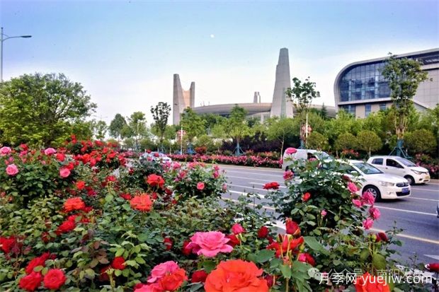 南陽月季：展品牌亮點 促花樣經(jīng)濟(圖1)