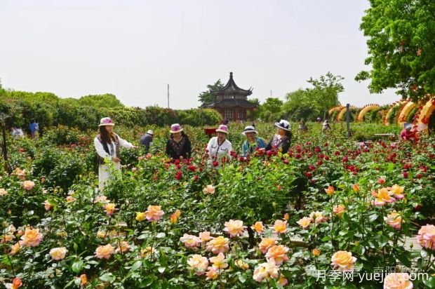 南陽月季：展品牌亮點 促花樣經(jīng)濟(圖2)