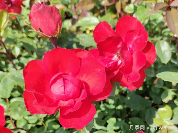 中國自育北京紅月季的介紹和優(yōu)點(diǎn)(圖1)