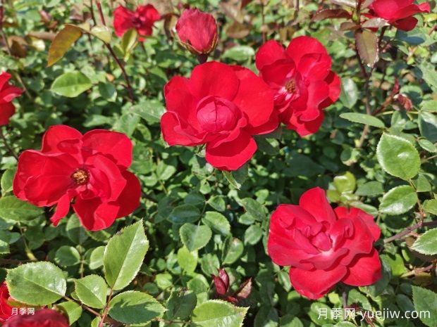 中國自育北京紅月季的介紹和優(yōu)點(diǎn)(圖2)