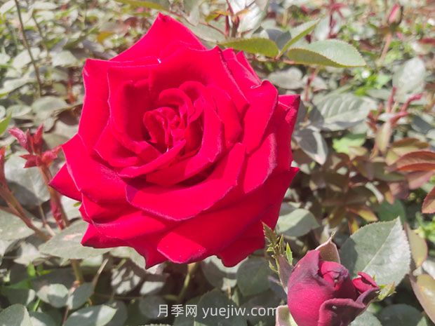 十大美麗的切花月季品種，每一種都美爆了(圖3)