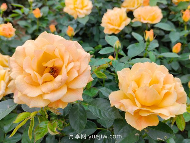 月季并不難養(yǎng)，只需要掌握6個(gè)小妙招(圖1)