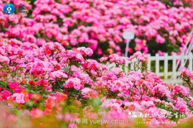 杭州滿城繁花，500萬株月季競相綻放的極致浪漫(圖1)