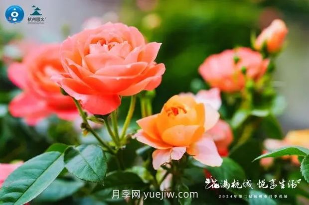 杭州滿城繁花，500萬株月季競相綻放的極致浪漫(圖2)
