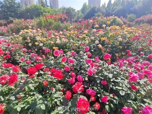 鄭州月季公園40萬株月季競相綻放，感受花漾生活(圖1)