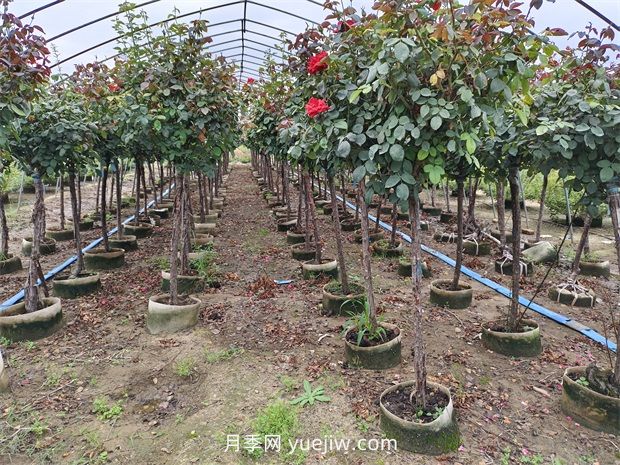 苗木分級怎么分？都有哪些等級？(圖1)