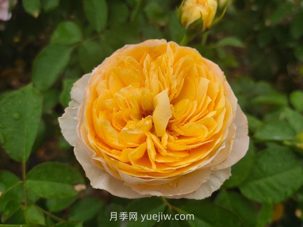 從一萬種月季花中精選這10種，你喜歡嗎？(圖1)