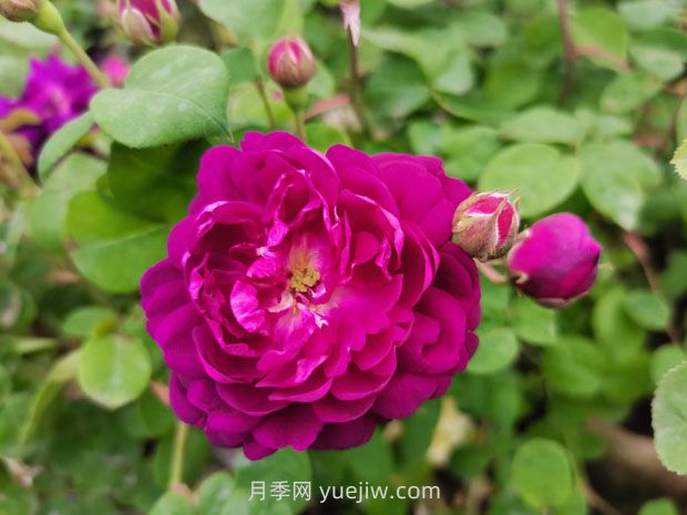 關(guān)于月季花的幾個問題(圖2)