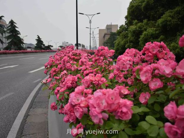 現(xiàn)在都流行栽月季嗎？(圖1)