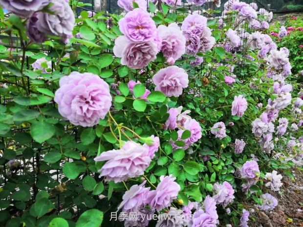 瀘州市古藺大寨花海迷宮進(jìn)入盛花期，打卡高顏值(圖1)