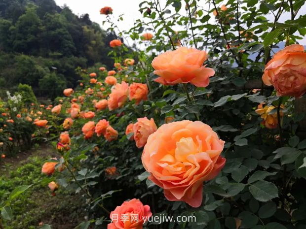瀘州市古藺大寨花海迷宮進(jìn)入盛花期，打卡高顏值(圖3)