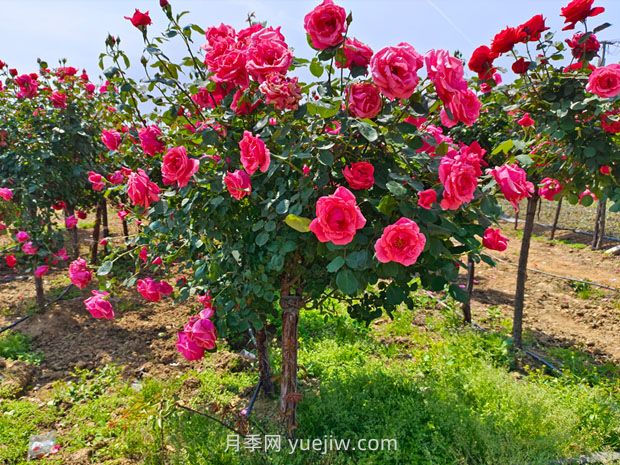有院子的花友要養(yǎng)幾棵樹狀月季，花開艷麗讓人羨慕(圖1)
