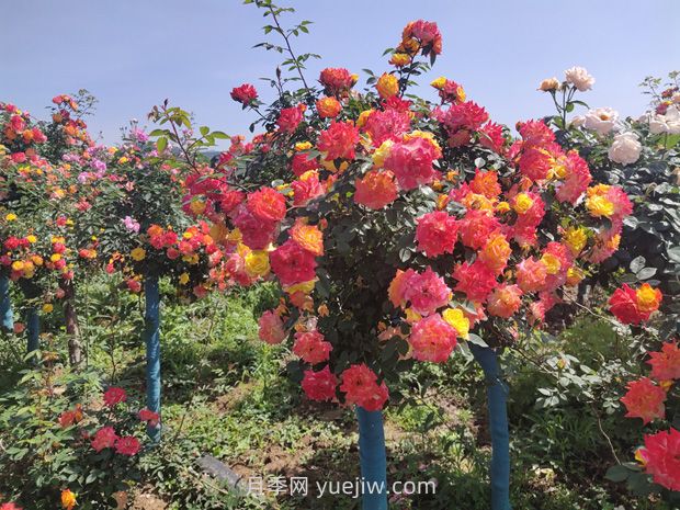 有院子的花友要養(yǎng)幾棵樹狀月季，花開艷麗讓人羨慕(圖2)