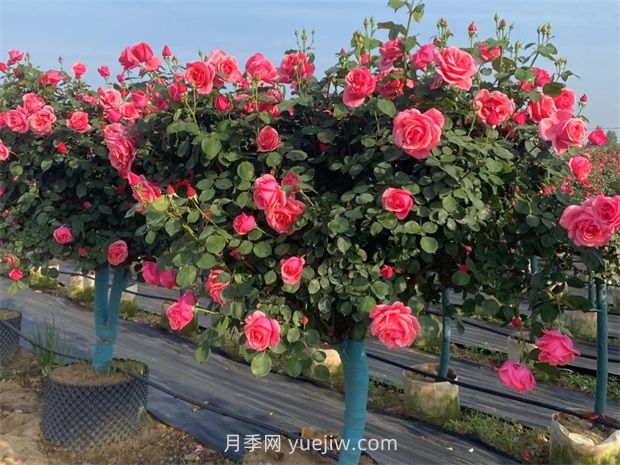 有院子的花友要養(yǎng)幾棵樹狀月季，花開艷麗讓人羨慕(圖3)