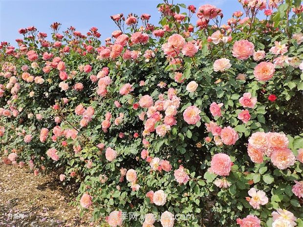 月季花園，美到讓人窒息！(圖2)