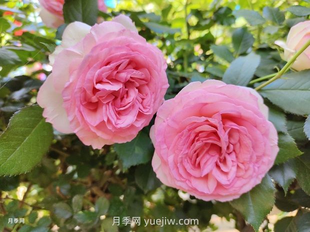 月季花園，美到讓人窒息！(圖1)