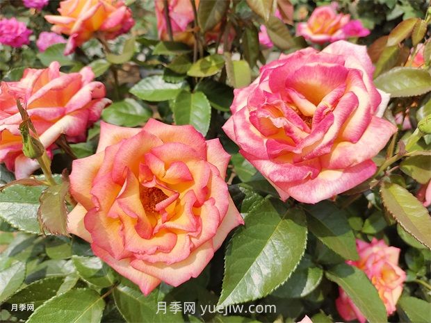 月季吃肉想不到，月季養(yǎng)護推薦食材及使用方法(圖1)