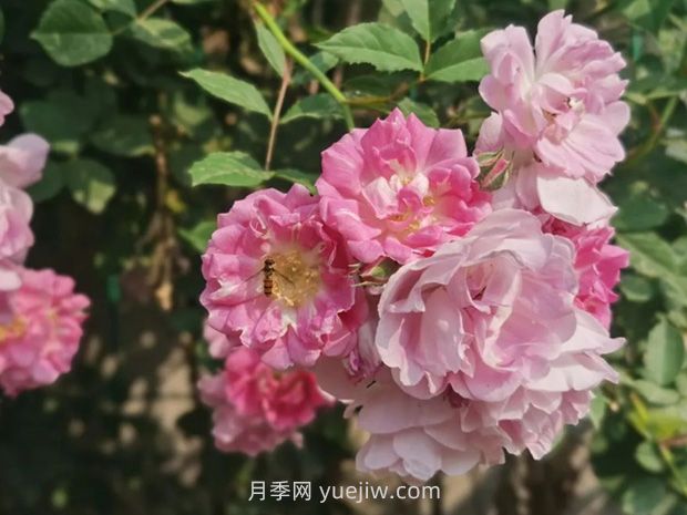 通俗版：薔薇、月季、玫瑰分辨指南(圖1)