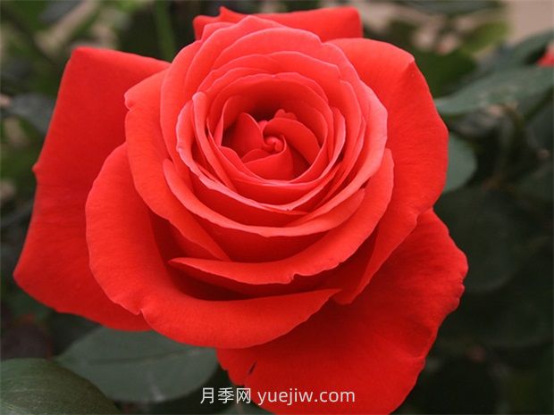 通俗版：薔薇、月季、玫瑰分辨指南(圖2)