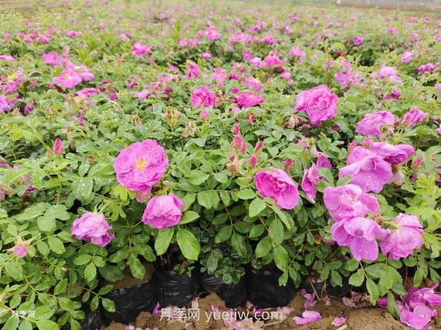 通俗版：薔薇、月季、玫瑰分辨指南(圖3)