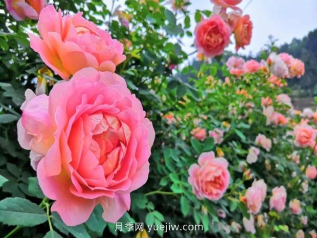 月季名園：瀘州古藺大寨花海迷宮(圖2)
