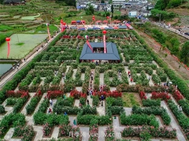 月季名園：瀘州古藺大寨花海迷宮(圖3)