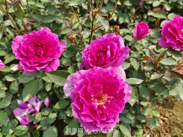 推薦8款月季，好養(yǎng)又好看，耐開抗性好，值得擁有(圖1)