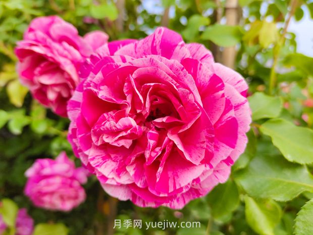 推薦8款月季，好養(yǎng)又好看，耐開抗性好，值得擁有(圖3)