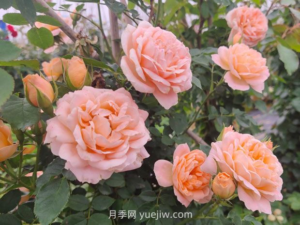 沒(méi)有刺的藤本月季品種有哪些(圖2)