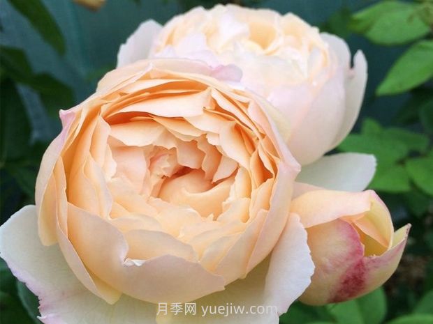 沒(méi)有刺的藤本月季品種有哪些(圖7)