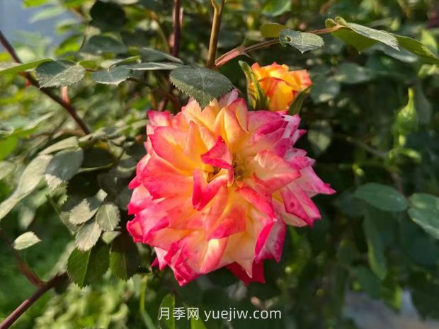 一個(gè)品種能開3種以上的顏色,變色龍?zhí)俨屎缭录?圖2) 一個(gè)品種能開3種以上的顏色,變色龍?zhí)俨屎缭录?圖2)
