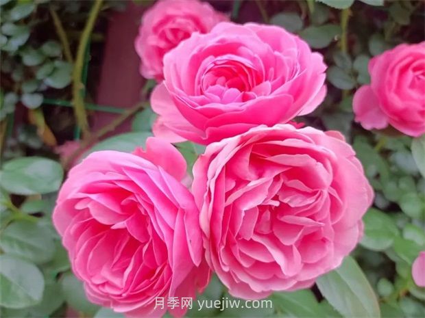 麗水月季花開我在這里等你(圖1)