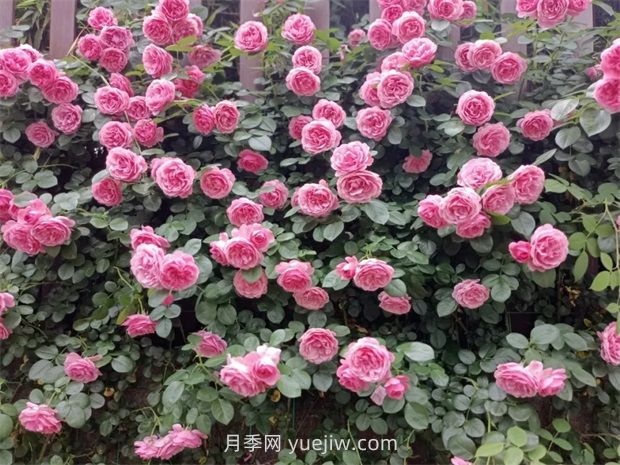 麗水月季花開我在這里等你(圖2)