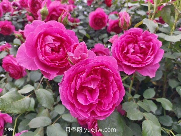 中國十大花卉緣何未納玫瑰花？(圖1)