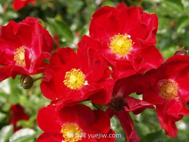 紅色天鵝絨地毯優(yōu)缺點(diǎn)，適合華南的耐濕熱月季(圖1)