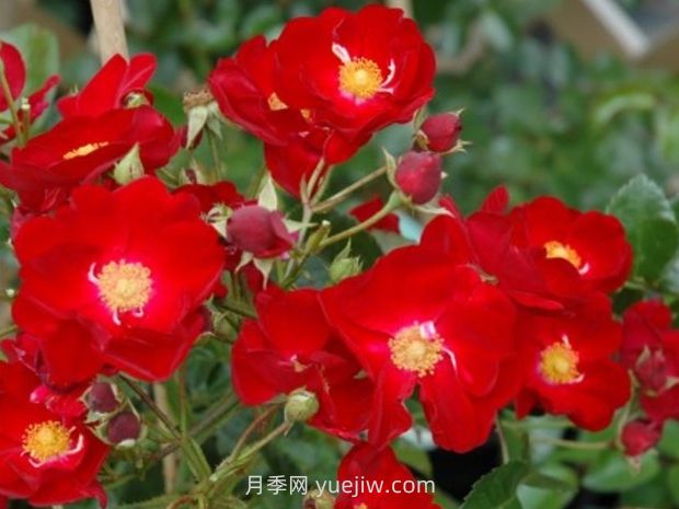 紅色天鵝絨地毯優(yōu)缺點(diǎn)，適合華南的耐濕熱月季(圖2)