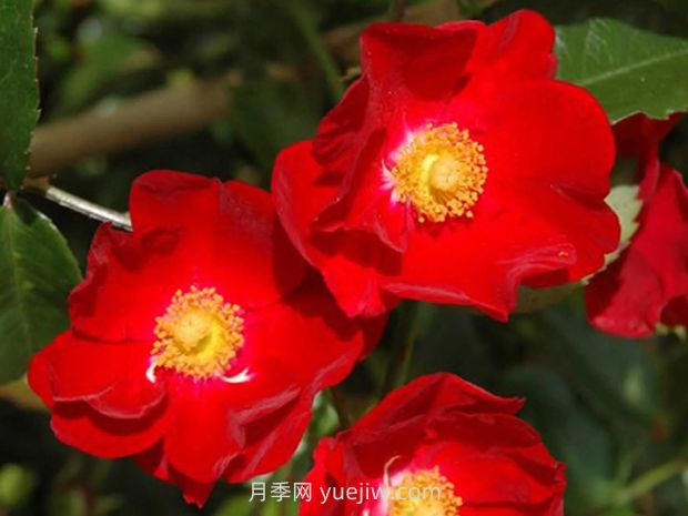 紅色天鵝絨地毯優(yōu)缺點(diǎn)，適合華南的耐濕熱月季(圖3)