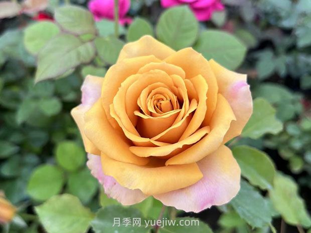 10種復古色月季，氣質(zhì)炸裂！花友值得入手！(圖6)