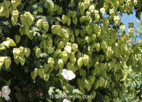 欒樹(shù)什么時(shí)候開(kāi)花？(圖1)