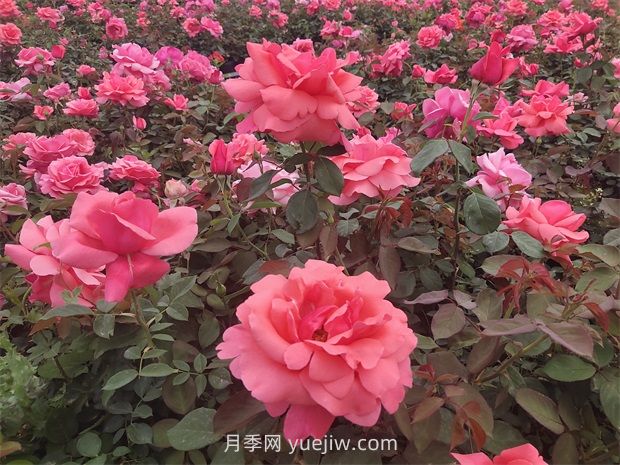 南陽：收集5000份，做好月季種質(zhì)資源庫(kù)保護(hù)(圖1)