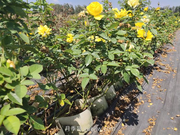 苗木葉片發(fā)黃怎么辦？原因分析和解決施策(圖1)