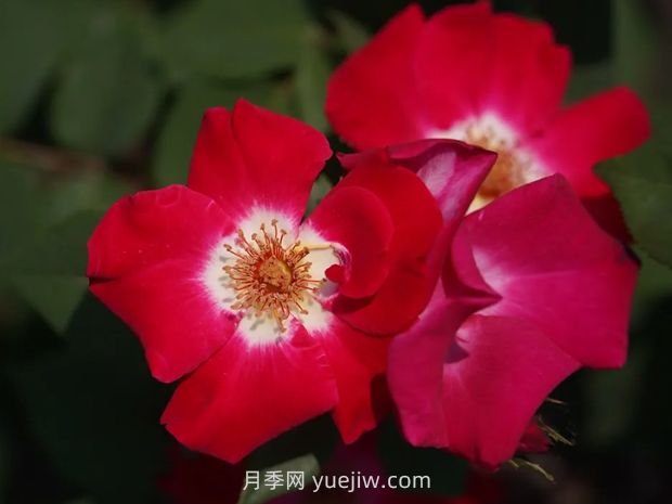 月季新品爭奇斗艷，是如何培育出來的？(圖2)