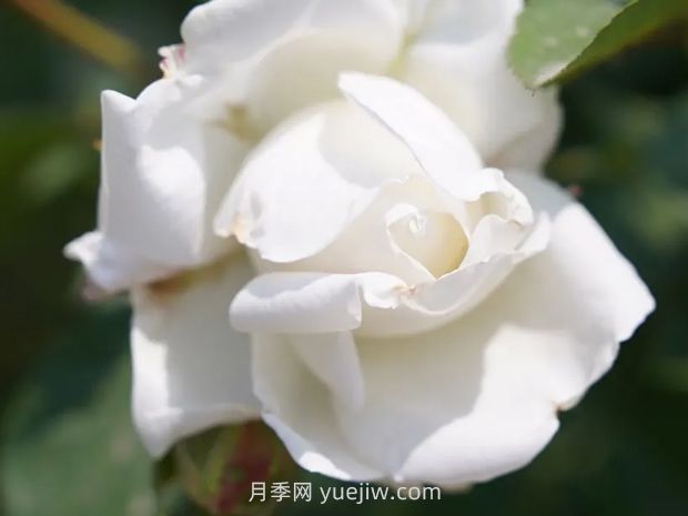 月季新品爭奇斗艷，是如何培育出來的？(圖3)