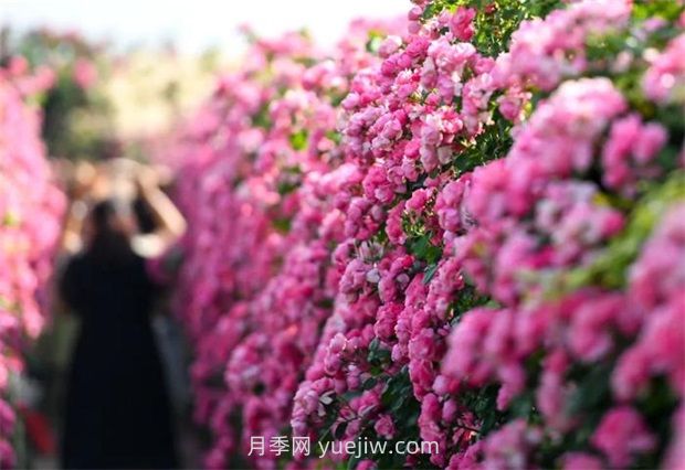 紅河彌勒月季花墻，安吉拉出彩綻放(圖1)