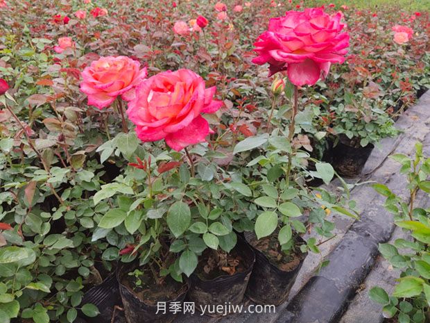 月季新手花友的基礎(chǔ)養(yǎng)護方法(圖3)
